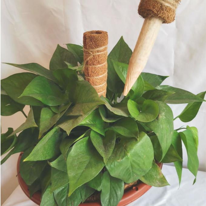 Coconut Palm Coir Moss Stick Totem Pole Coco Coir Totem Pole Plant Support Extension Climbing Indoor Plants Creepers 1