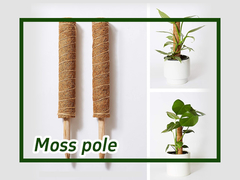 Monstera আরোহণ গাছপালা জন্য মস পোল কিভাবে ব্যবহার করবেন?