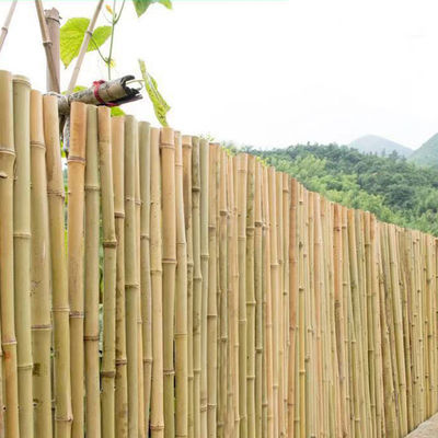 100% Natural Raw 240cm Bamboo Pole Building Deoration 60cm To 595cm