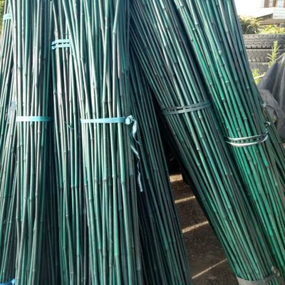 Plastic Coated Natural Raw Bamboo Poles For Tomatoes Trees Plant Stakes Supports