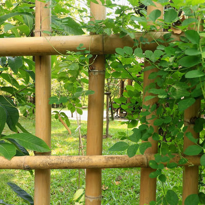 3 Inch Moso Bamboo Pole Pure Natural Bamboo Stakes For Plant Decoration Yellow