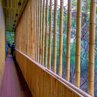 3 Inch Moso Bamboo Pole Pure Natural Bamboo Stakes For Plant Decoration Yellow