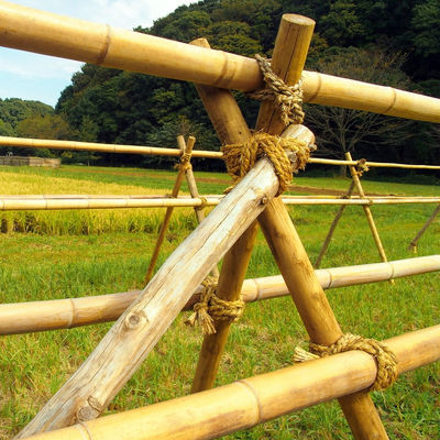 100% Natural Raw 240cm Bamboo Pole Building Deoration 60cm To 595cm