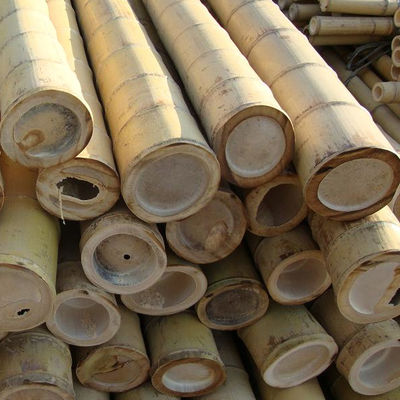 100% Natural Yellow Bamboo Pole 90cm To 595cm Plant Garden Stakes