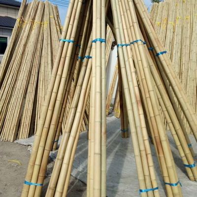 Wholesale Nature Raw Tonkin Yellow Bamboo Pole Cane Material For Decorative And Plants Grow Support (প্রাকৃতিক কাঁচা টনকিন হলুদ বাঁশের খুঁটি কাঁচা উপাদান অলঙ্কারিক এবং উদ্ভিদের বৃদ্ধি সমর্থন করার জন্য)