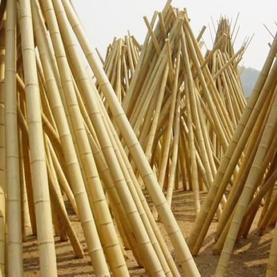 Natural Treated Moso Bamboo Pole 3 Meters Long 6-8cm Diameter for DIY Construction Fencing Gardening and Decorative Projects
