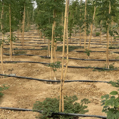 Eco-Friendly Customizable Size Bamboo Pole For Garden Plant Support With Antisepsis Treatment